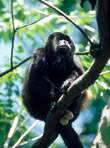 male howler